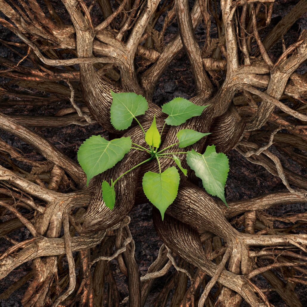 Groups – Rooted 303